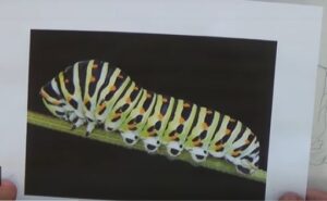 Jan Pittman - Kenneth Jack Memorial Drawing Award 2021 Exhibition