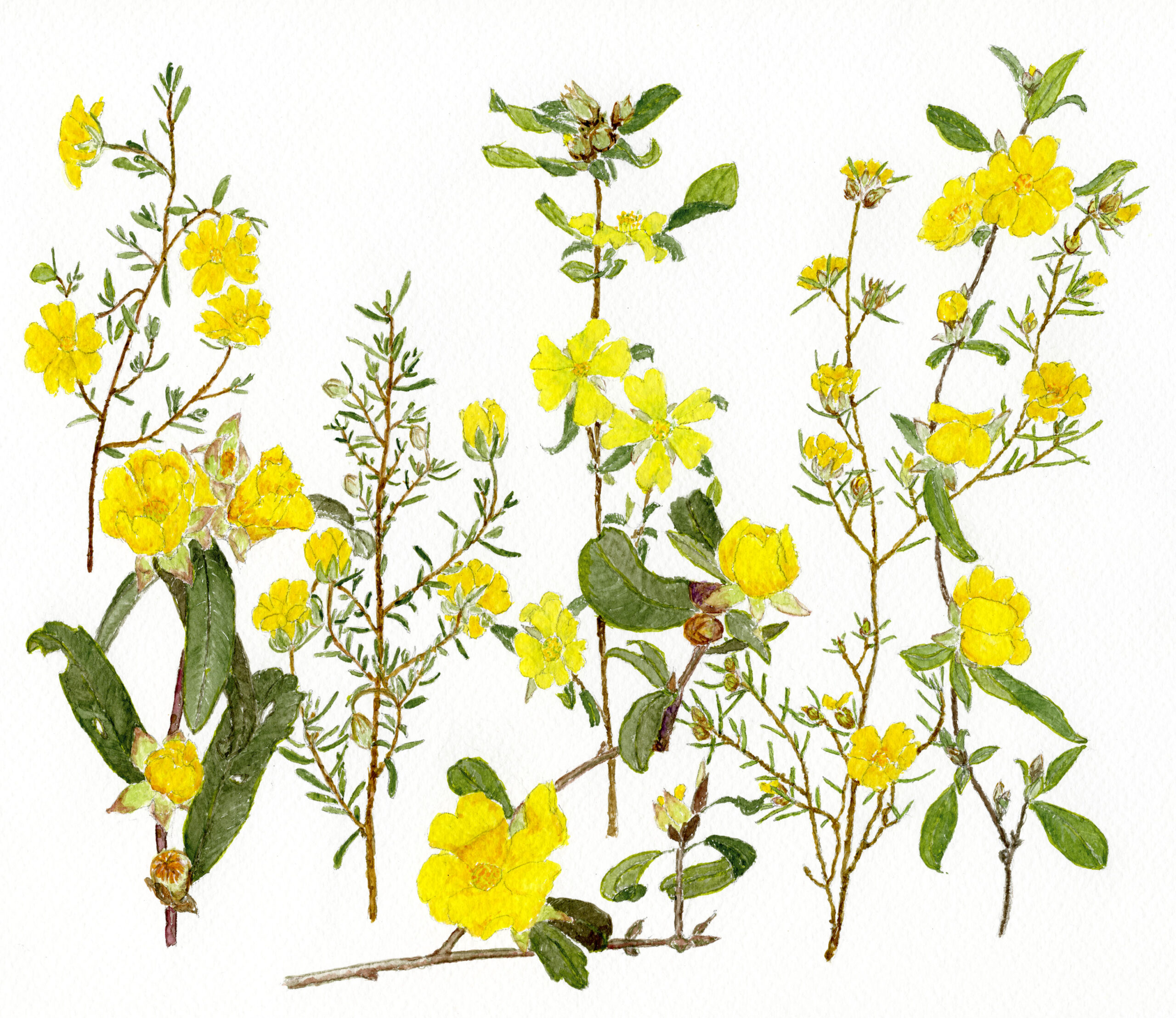 Jan Pittman – Wildflower Art Exhibition  – 22 – 30 August