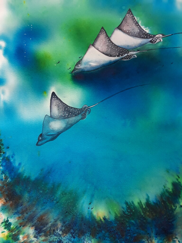 Spotted Eagle Rays