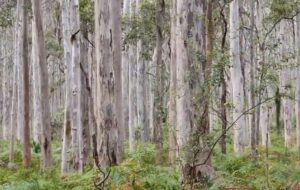 WatercoloursWA Camp - 2020 - Boranup Forest