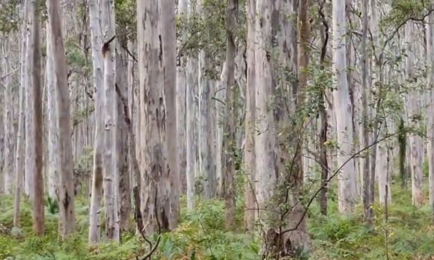 WatercoloursWA Camp – 2020 – Boranup Forest