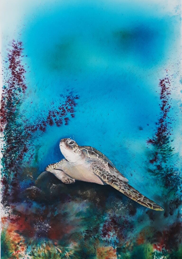 Turtle Rocks