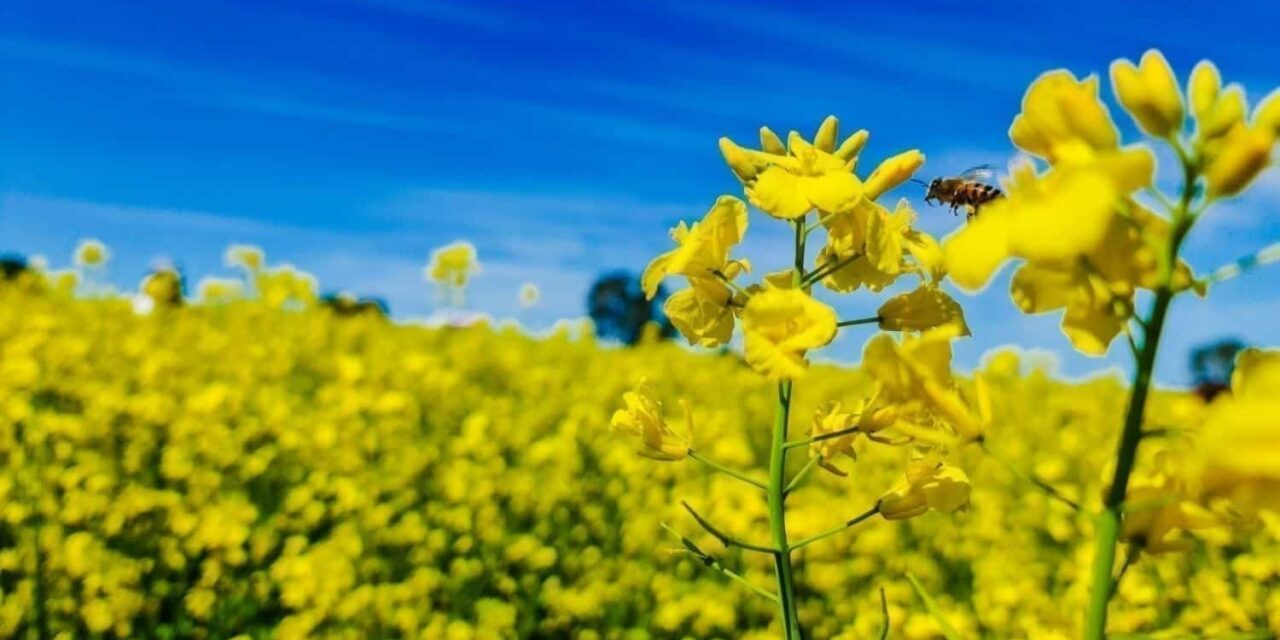 Annual Awards Exhibition Survey