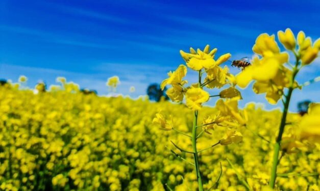 Annual Awards Exhibition Survey