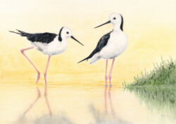 Black-winged Stilts