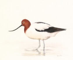 Red-necked Avocet