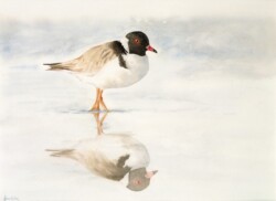 Hooded Plover