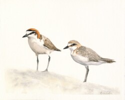 Red-capped Plover