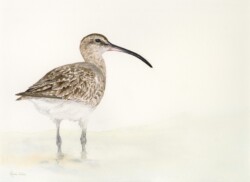 Whimbrel