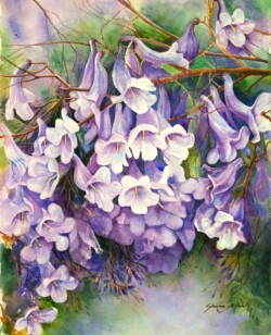 Purple Blossom Jacarandas