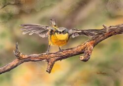 Eastern Yellow Robin